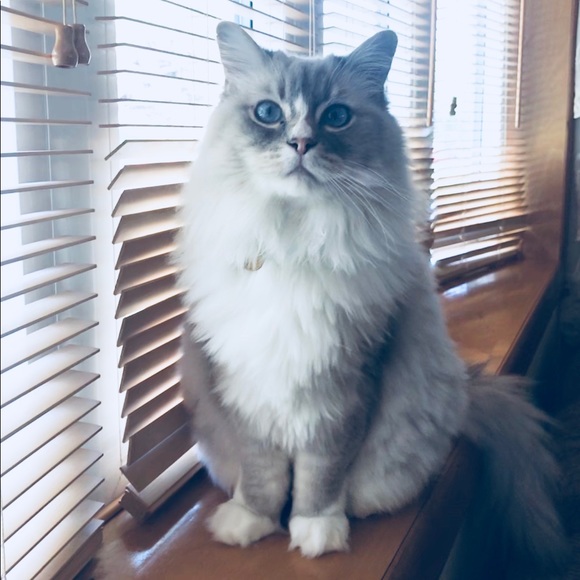 Meet your Posher, Kristen - Picture 4 of 5